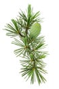 Cedrus deodara twig with cone Royalty Free Stock Photo