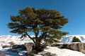 Cedrus Libani