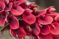Ceiba flower (Erythrina Cristagalli) Royalty Free Stock Photo