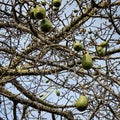 Ceiba insignis White Floss Silk Tree branches and fruits in Barcelona city park