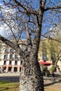 Ceiba insignis, the white floss-silk tree, is a species of flowering plant in the family Malvaceae