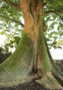 Ceiba pentandra Royalty Free Stock Photo