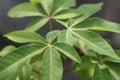 Ceiba pentandra leaves Royalty Free Stock Photo