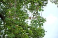 Ceiba pentandra or white silk cotton tree
