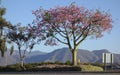 Ceiba Speciosa or Floss Silk Tree