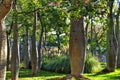 Ceiba speciosa forest in Valencia, Spain