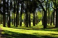 Ceiba speciosa forest in Valencia, Spain