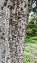 Ceiba speciosa Malvaceae trunk spikes in botany in Palermo , Italy