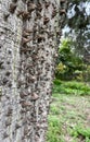 Ceiba speciosa Malvaceae trunk spikes in botany in Palermo , Italy