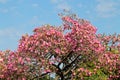 Ceiba Speciosa, Pink drunk steak flowered top tree in a sunny south america day