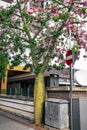 Ceiba speciosa or silk floss tree on Alanya street Turkey. An exotic plant with large pink-yellow flowers and a bottle-shaped