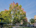 Ceiba speciosa, the silk Floss tree in Praca da Alegria in Lisbon, Portugal.