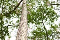 Ceiba Speciosa, or silk floss tree, a subtropical tree with bott