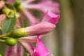 Ceiba Speciosa, or silk floss tree, a subtropical tree with bott