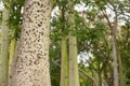 Ceiba Speciosa, or silk floss tree, a subtropical tree with bott