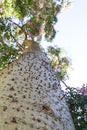 Ceiba Speciosa, or silk floss tree, a subtropical tree with bott