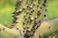 Ceiba speciosa, silk floss tree