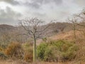 Ceiba Tree at Forest Guayas Ecuador