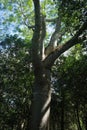 Ceiba tree in the forest of Yucatan, Mexico Royalty Free Stock Photo