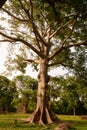 Ceiba tree that has Cuba is called a tree of peace because und