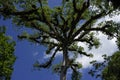 Ceiba tree in Tikal archeological park Royalty Free Stock Photo