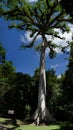 Ceiba tree in Tikal archeological park Royalty Free Stock Photo