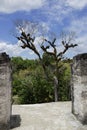 Ceiba tree in Tikal archeological park Royalty Free Stock Photo