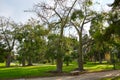 Ceiba trees in Turia river park of Valencia