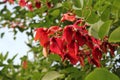 Ceibo cockspur coral tree flower