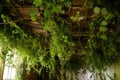 ceiling of a greenroom covered in hanging ivy Royalty Free Stock Photo