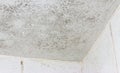 Ceiling mould mildew Royalty Free Stock Photo