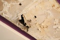 Ceiling panels house damaged from rainwater leakage