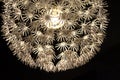 Ceiling pendant white lamp looking like a large dandelion