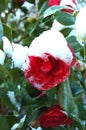 Camelia japonica flower in spring covered with snow Royalty Free Stock Photo