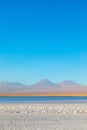 Cejar lagoon and Licancabur volcano in Atacama, Chile