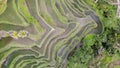 Ceking Rice Terrace in Bali, Indonesia. Rice Fields in Background. Drone Point of View