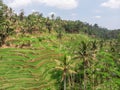 Ceking Rice Terrace in Bali, Indonesia. Rice Fields in Background. Drone Point of View