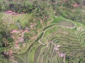 Ceking Rice Terrace in Bali, Indonesia. Rice Fields in Background. Drone Point of View