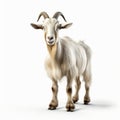 3d Cel Shaded Goat Pose In Full Body On White Background Royalty Free Stock Photo
