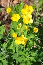 Celadine Poppy Royalty Free Stock Photo