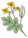 Celadines plant. Chelidonium medical herb. Botanical illustration