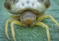 Close up shot of Celaenia excavata, the bird dung spider. Royalty Free Stock Photo