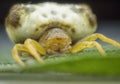 Close up shot of Celaenia excavata, the bird dung spider. Royalty Free Stock Photo