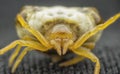 Close up shot of Celaenia excavata, the bird dung spider. Royalty Free Stock Photo