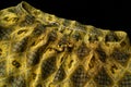 Celana kain batik Jogja from Indonesia close up detailed photo