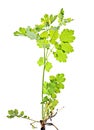 Celandine, Chelidonium Royalty Free Stock Photo