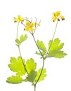 Celandine (Chelidonium) Royalty Free Stock Photo