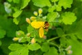 Celandine. Chelidonium family Poppy taxonomic name of the genus published by the Swedish taxonomist Karl Linney in the first