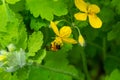 Celandine. Chelidonium family Poppy taxonomic name of the genus published by the Swedish taxonomist Karl Linney in the first