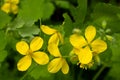 Celandine (Chelidonium) in garden. Healthy concept Royalty Free Stock Photo